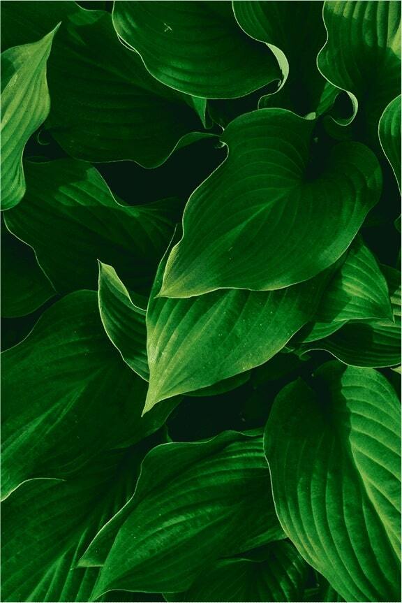 Green leaves_alt